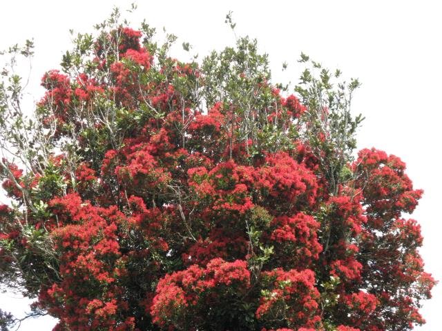 Rata blooming, Sept. 2017- Cambridge Tree Trust